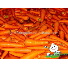 China Baby Carrot,New harvest fresh Carrot with Bright color